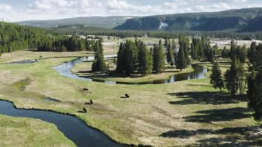 Güzel Wyoming nehri manzarası vahşi bizon sürüsü, hava manzaralı 4K