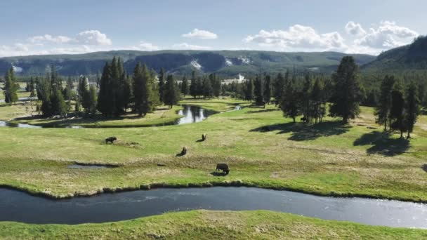 Scenic river landscape with wild bisons herd on green pasture, Aerial view 4K — Stock Video