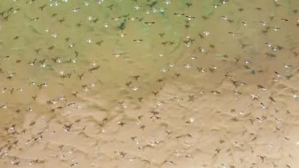 Imagens de drones de lagoa pitoresca com águas marinhas azul-turquesa — Vídeo de Stock