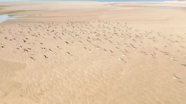 Gaviotas volando sobre aguas marinas poco profundas — Vídeos de Stock