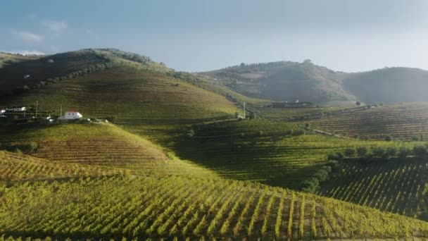 Paisagem da região de Peso da Regua, Portugal. Vinhas verdes no Vale do Douro — Vídeo de Stock