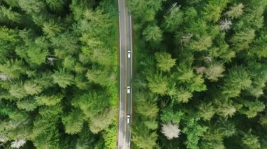 Yoğun yeşil çam ormanlarında orman yolunu kullanan turistleri izleyen hava araçları