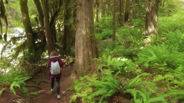 Mujer disfrutando de la naturaleza cinematográfica, senderismo por la selva verde en el soleado día de verano — Vídeos de Stock