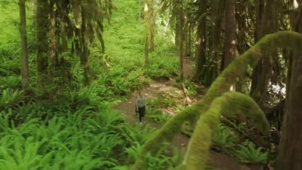 Emocionado mujer feliz senderismo solo mágico cinemático denso verde bosque lluvioso musgo — Vídeo de stock