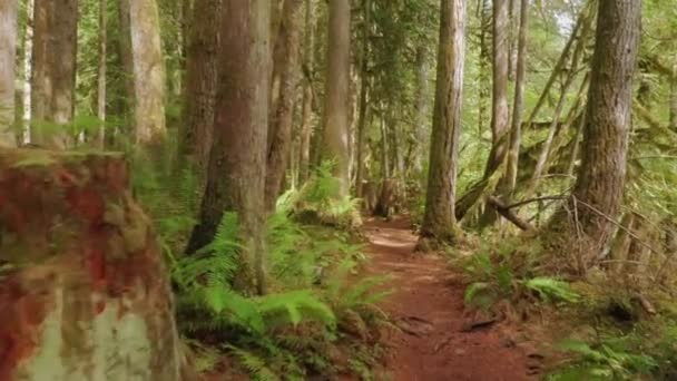 Vista turística de la ruta de senderismo cinematográfico en el parque nacional selva tropical, 4K — Vídeos de Stock