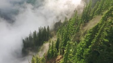 Hava aracı, günbatımında 4K bulutuyla çam ağacı ormanının üzerinden uçuyor.