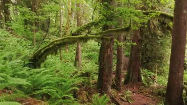 Bellissimo sfondo verde foresta, aerea 4K lungo bellissimo sentiero USA — Video Stock