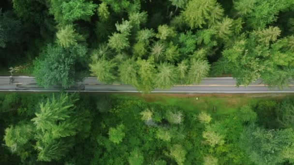 Flygfoto 4K bilar som kör natursköna Mount Baker motorvägen i klargrön tallskog — Stockvideo