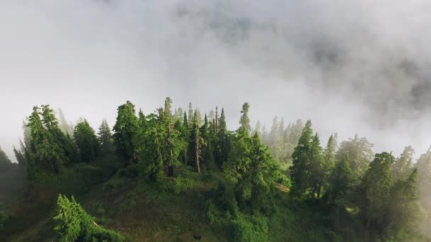 在美丽的高山森林上空盘旋，金色的云彩落日4K — 图库视频影像