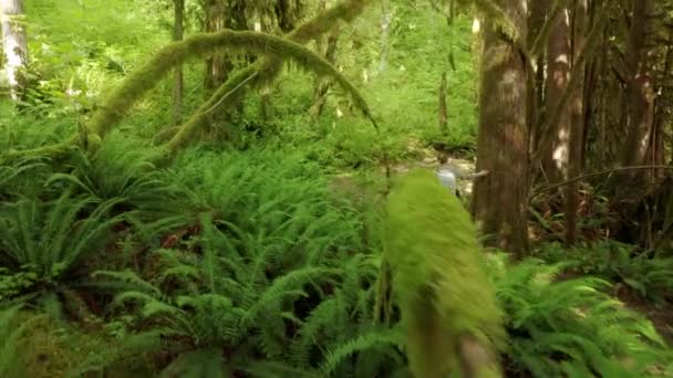 Geïnspireerde vrouw wandelen dichte groene dennenbos bedekt met helder groen mos — Stockvideo