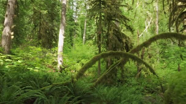 Όμορφο φως του ήλιου στο δάσος εναέρια πλάνα, Μαγικό πράσινο γραφικό τροπικό δάσος — Αρχείο Βίντεο