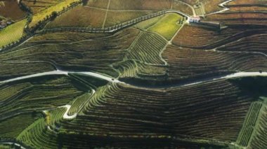 Peso da Regua, Vila Real, Portekiz kırsallarındaki sınırsız üzüm bağları.