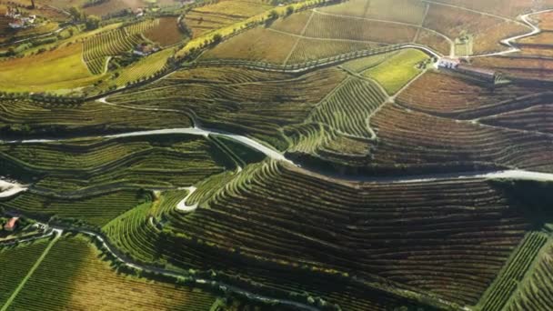 Paisagem rural vinícola em Peso da Regua, Vila Real, Portugal, Europa — Vídeo de Stock