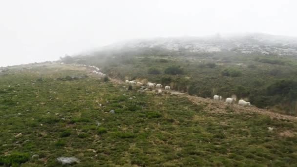 Ovelhas caminhando no caminho nas montanhas. Animais de fazenda que vão para pasto — Vídeo de Stock