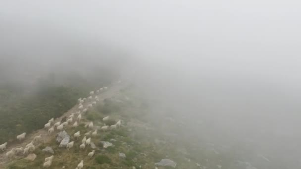 Animales corriendo por carretera en las montañas. Ovejas desapareciendo bajo la nube de niebla — Vídeos de Stock