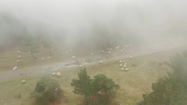 Herd van schapen beweegt zich over de weg in het bos. Boerderijdieren in het bos — Stockvideo