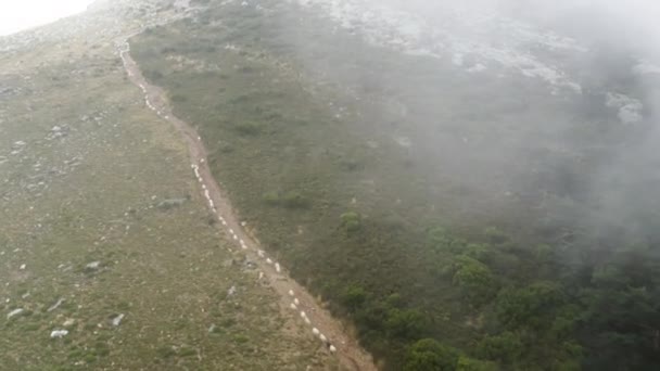 Colinas verdes de montañas en la niebla de la mañana. ovejas domésticas caminando por carretera — Vídeos de Stock