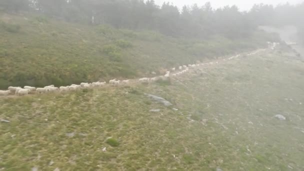 Rebaño de ovejas caminando por el sendero en las montañas. Animales domésticos pastoreo en madera — Vídeos de Stock