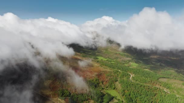 森の山の丘の中で成長。山頂を覆う雲 — ストック動画