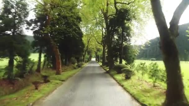 Sao Miguel ön, Azorerna, Portugal. Charmig öde väg mellan höga träd — Stockvideo