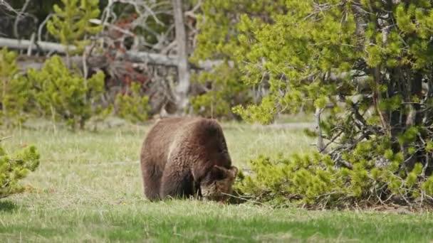 4K 는 화창 한 여름날, 먹이를 찾는 거대 한 갈색 회색곰의 모습을 촬영한다 — 비디오