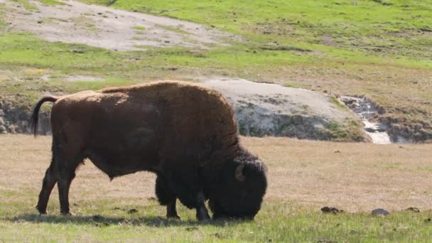 Perlindungan hewan liar di Taman Yellowstone Nation, Wyoming USA, 4K footage — Stok Video