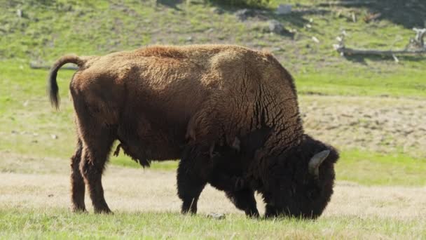 Enorm brun amerikansk bisonoxe äter grönt gräs på den filmiska ängen, 4K USA — Stockvideo