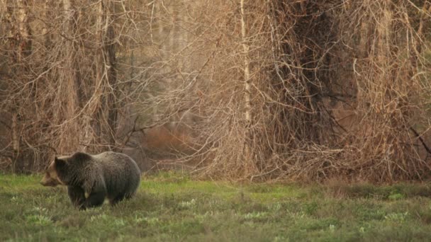 Nagy barna grizzly medve békésen eszik zöld gras a réten száraz erdőben 4K — Stock videók