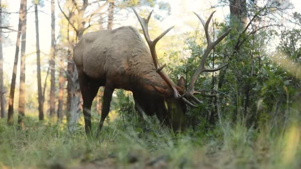 큰 뿔을 가진 느릿느릿 한 야생 엘크 사슴 이 그랜드 캐년 숲을 먹고 있다 — 비디오
