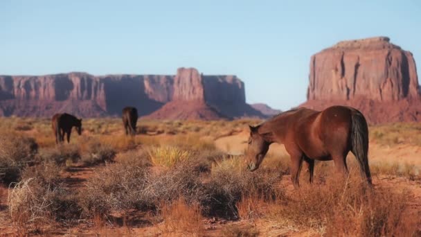 Стадо диких лошадей Мустанга пасутся на лугах в Долине Монументов, Аризона США — стоковое видео
