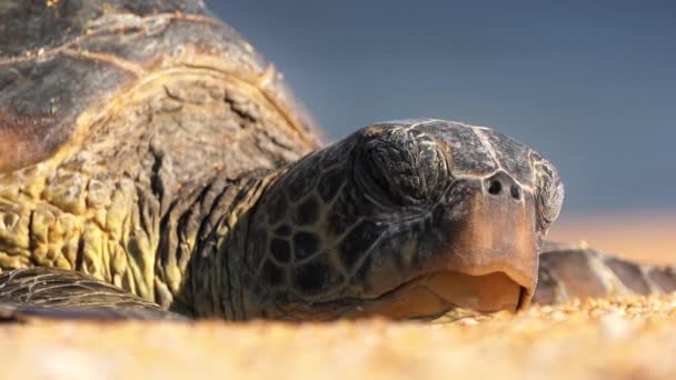 Cerca de la cabeza tortuga marina atornillando ojo sol brillante, durmiendo en la playa del paraíso — Vídeo de stock