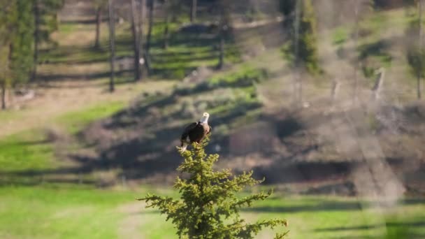 American bald eagle gracefully takes off from green tree top, epic wildlife USA — Stock Video