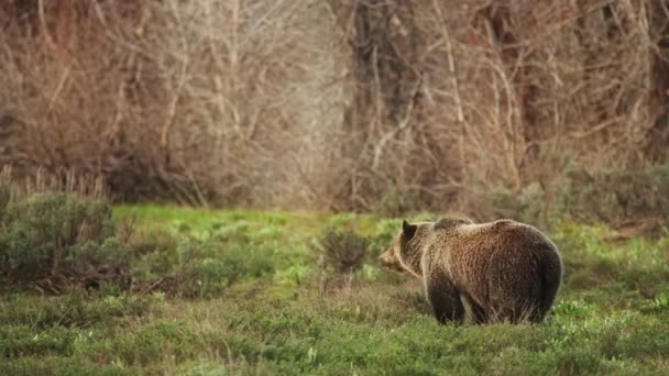 Niedźwiedź brunatny Grizzly, ochrona przyrody w Parku Narodowym Yelowstone, USA 4K — Wideo stockowe
