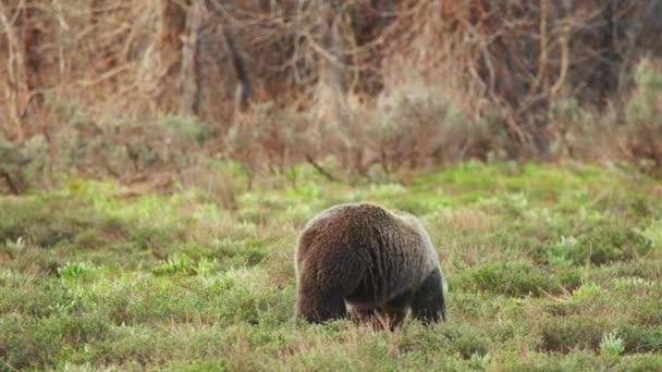 Niedźwiedź brunatny lub ursa niedźwiedź jeden z największych drapieżników ssaków lądowych Yellowstone USA — Wideo stockowe