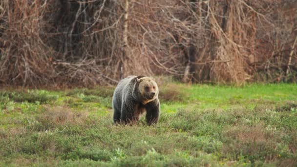 Enorme urso de mamãe pardo comendo grama no prado verde da floresta, EUA 4K vida selvagem — Vídeo de Stock