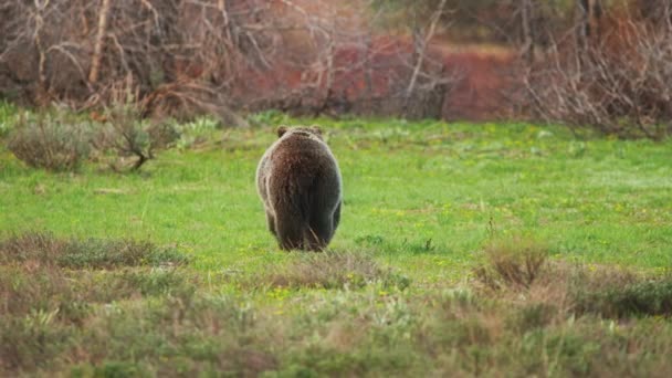 Animales Libertad Vida Silvestre, lindo Peligroso enorme oso pardo Grizzly en la naturaleza salvaje — Vídeo de stock