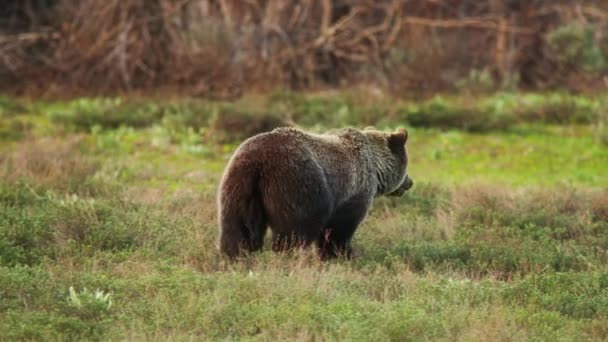 미국, 자연에서 위험큰 갈색 회색곰 리더 그룹 , 4K 샷 — 비디오