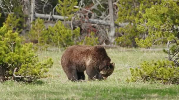 Increíble poderoso oso pardo que vive en Yellowstone, Naturaleza salvaje 4K, Yellowstone — Vídeos de Stock