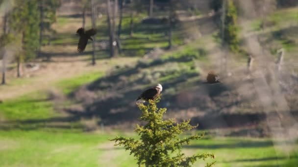 Corvos negros agressivos atacando grande águia careca sentada em cima de pinheiros — Vídeo de Stock