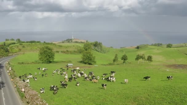 Cows grazing in green meadow at Atlantic ocean, Portugal, Europe — Stock Video