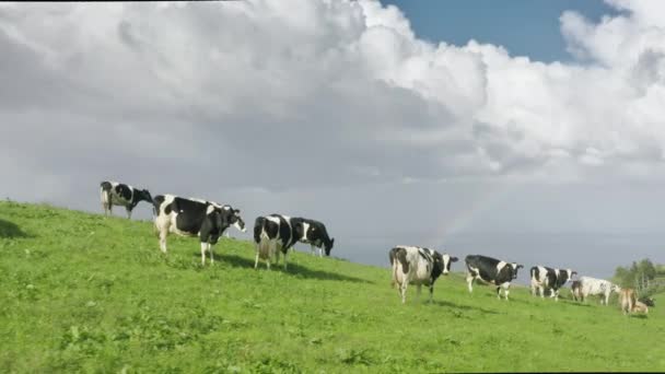 Krajowe krowy pasące się na obszarach wiejskich. Zwierzęta gospodarskie spacerujące po zielonym polu — Wideo stockowe