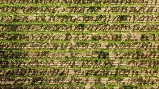 Växande rader av druvväxter. Flygfoto av vingårdsplanteringar på solig dag — Stockvideo