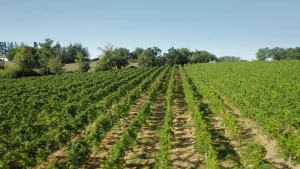 Vinice roste ve venkovské krajině. Vinařská plantáž v Portugalsku, Evropa