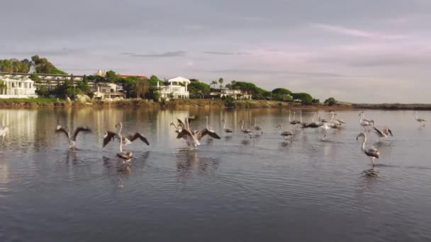 Flamingók nyugvó Quinta do Lago, Algarve, Portugália, Európa — Stock videók