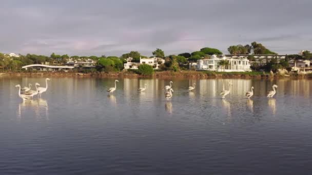 Quinta do Lago, Algarve, Portekiz, Avrupa 'nın sularında duran vahşi flamingolar — Stok video