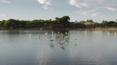 Flamingo kuşları Quinta do Lago, Algarve, Portekiz, Avrupa 'da yürüyor