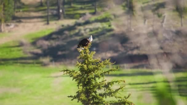 Eagle bird symbol of American democracy, is attacked by agressive black ravens — Stock Video