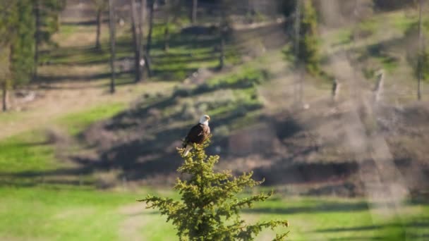 Burung Bald Eagle melihat sekeliling dan berteriak sambil duduk di atas pohon pinus hijau — Stok Video