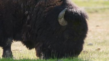 Kuzey Amerikalı bizon türleri Yellowstone 4K 'da yeşil çayır üzerinde ot yiyorlar.