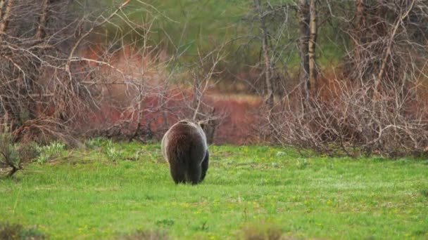 Funny 4K footage of big brown grizzly bear back walking away into the forest USA — Stock Video